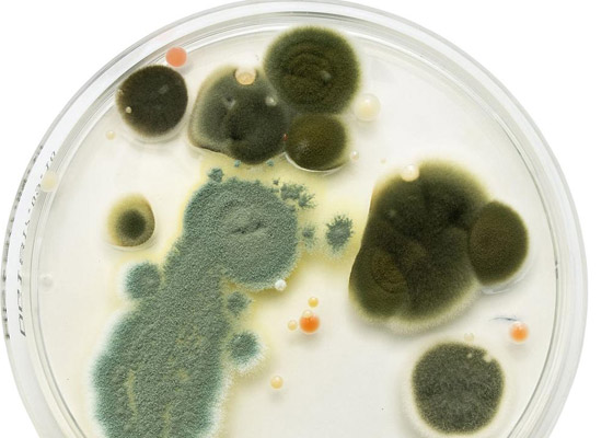 智能霉菌培養(yǎng)箱該如何使用以及保養(yǎng)