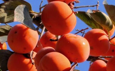 農(nóng)產(chǎn)品檢測儀器配置方案